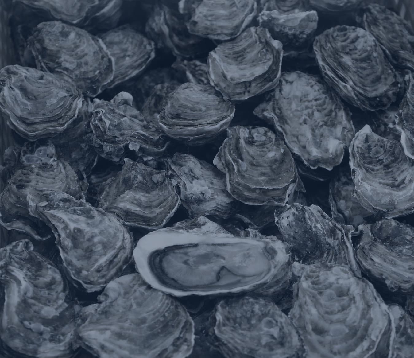 Oysters